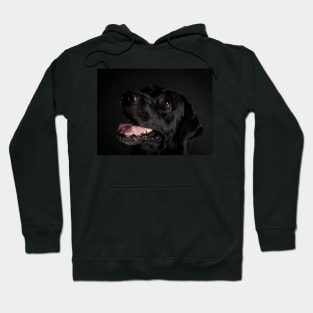 Labrador Retriever Hoodie